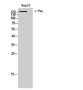 WB - c-Fms Polyclonal Antibody AP69062
